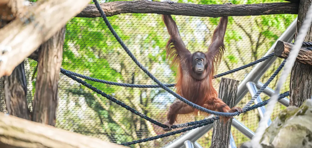 Le nouvel espace des orangs-outans au Jardin des Plantes de Paris