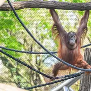 Le nouvel espace des orangs-outans au Jardin des Plantes de Paris