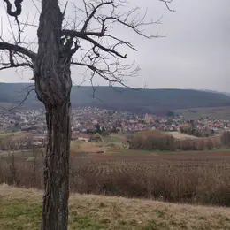 Découvrir la colline du Bollenberg 