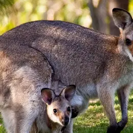 Le Parc Australien