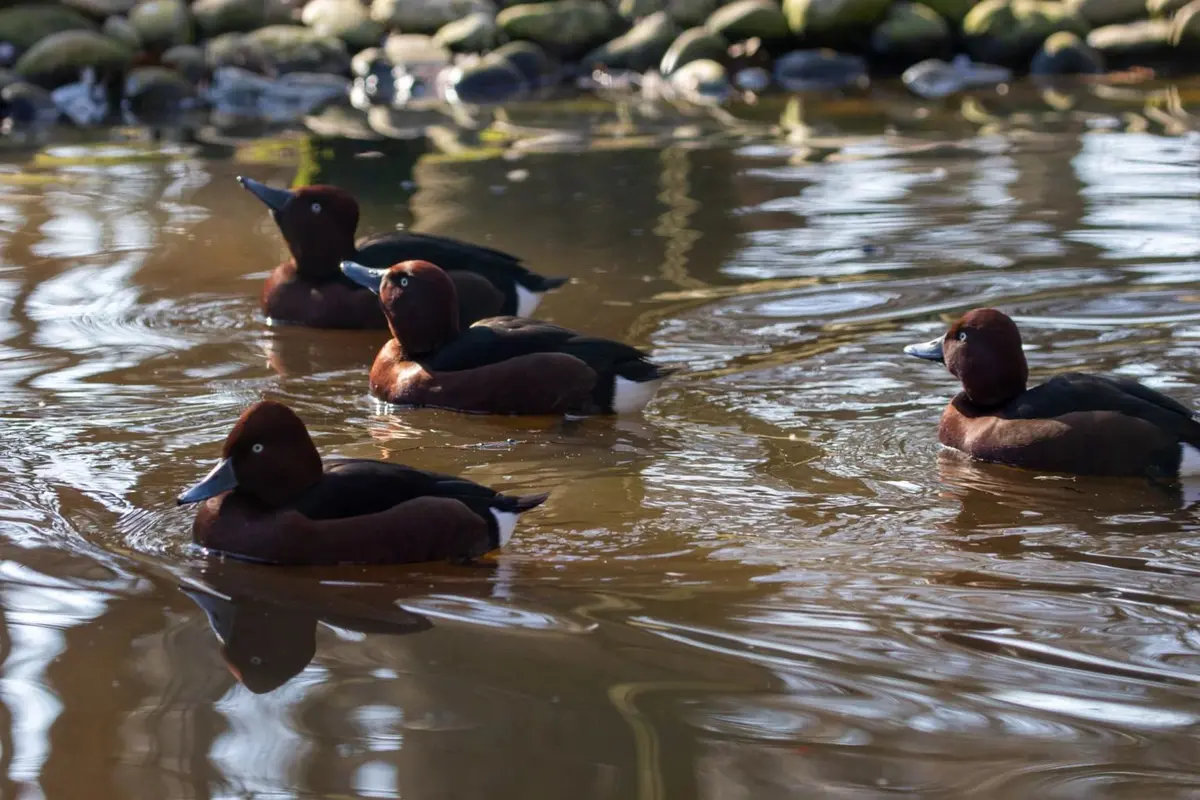 En 2025, 11 fuligules nyrocas sont nés au Parc de Sainte-Croix 