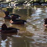 Le Parc de Sainte-Croix s'engage pour la sauvegarde du fuligule nyroca en Europepe