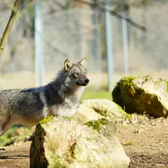 Le Parc du Thot: Billet d'entrée