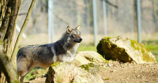 Le Parc du Thot: Billet d'entr&eacute;e