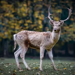 Le Parc Sauvage
