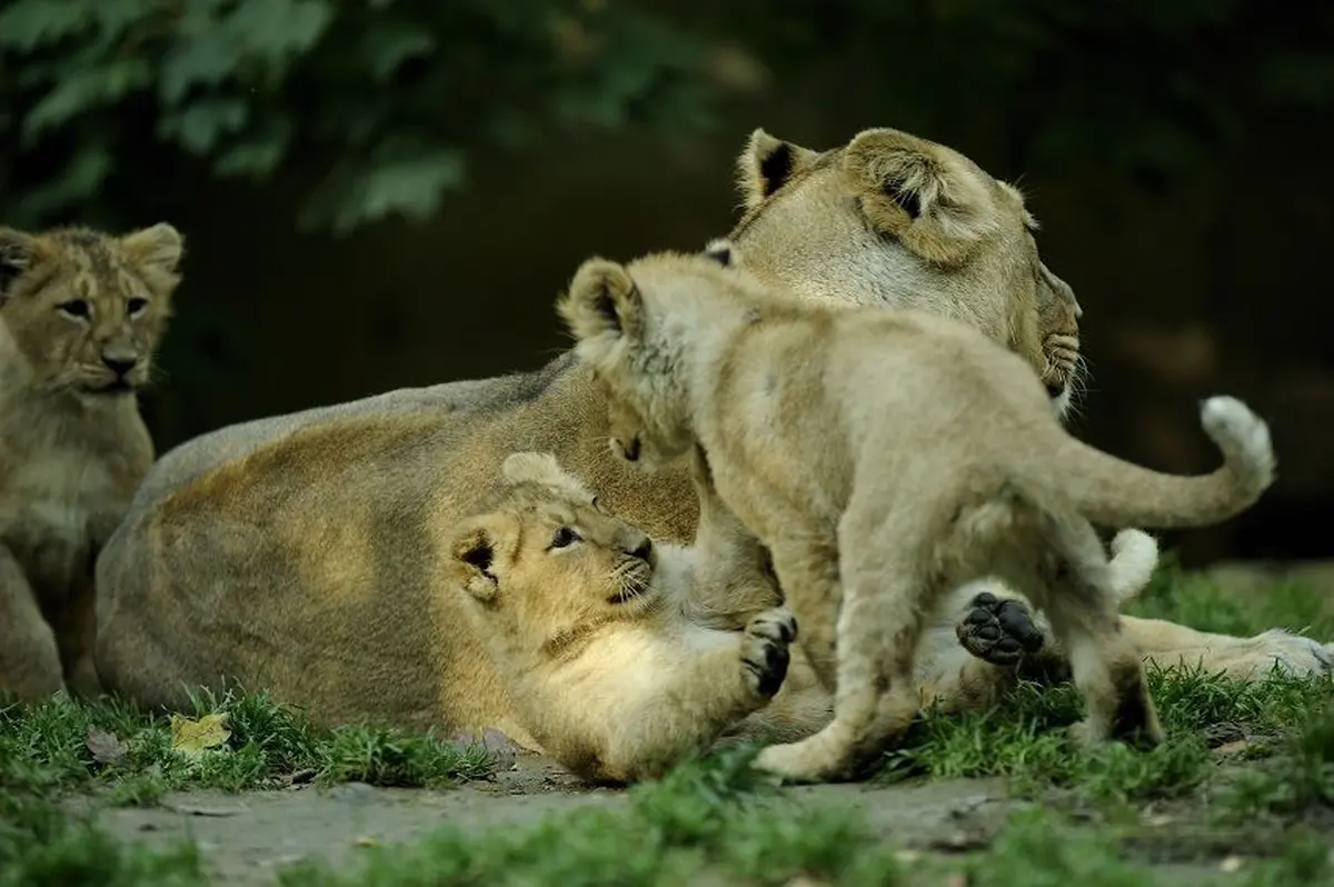 Le Parc Zoologique et Botanique de Mulhouse