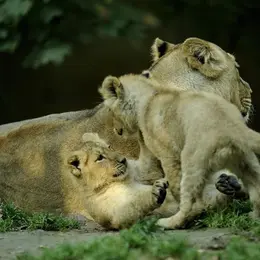 4 idées de sorties pour voir des animaux en Alsace