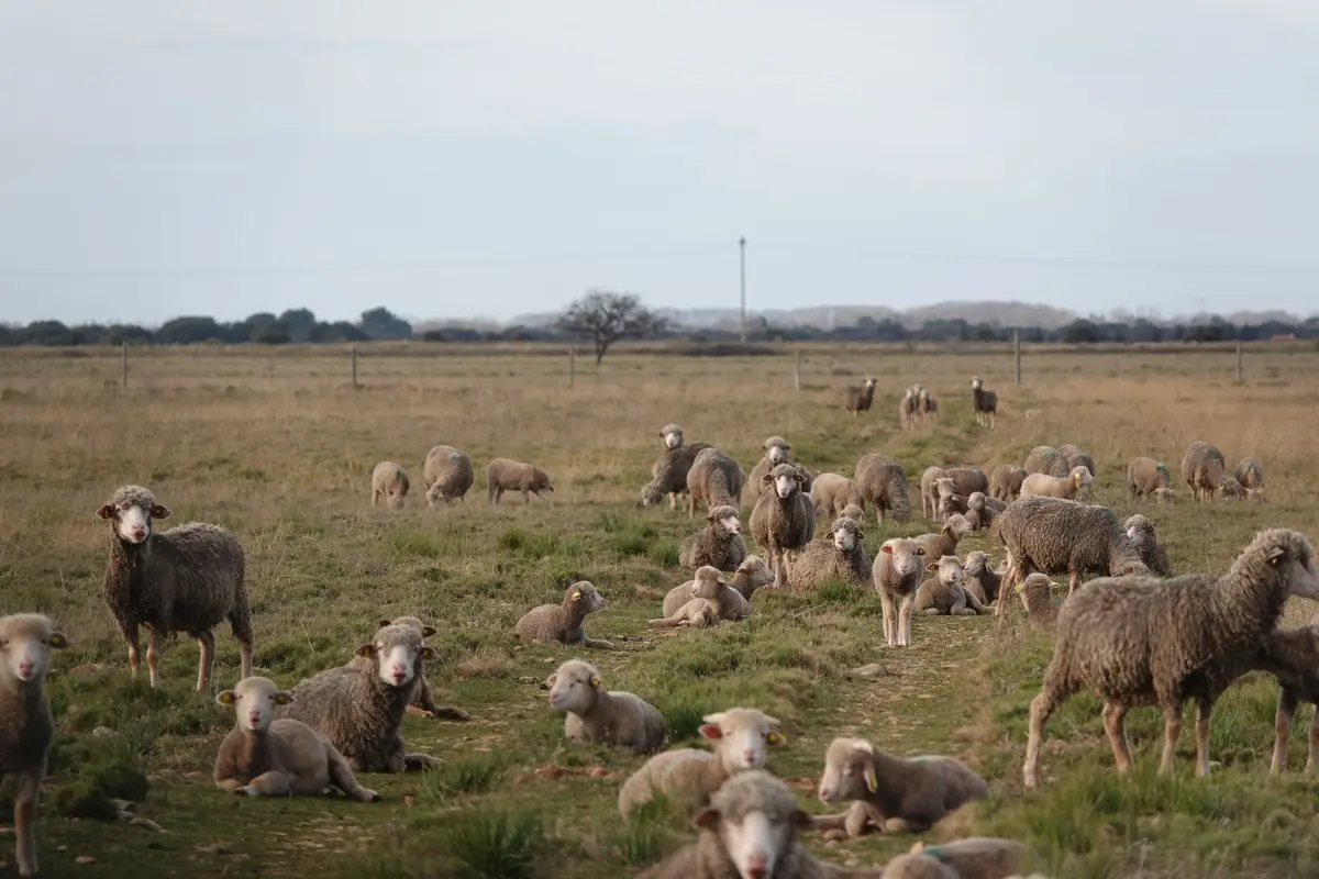 Le pastoralisme dans les Alpilles, l'exemple de la Crau humide