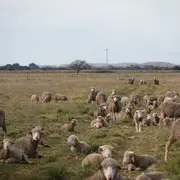Le pastoralisme dans les Alpilles, l'exemple de la Crau humide