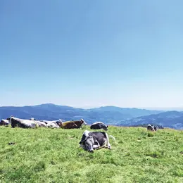 3 sommets vosgiens à découvrir en Alsace