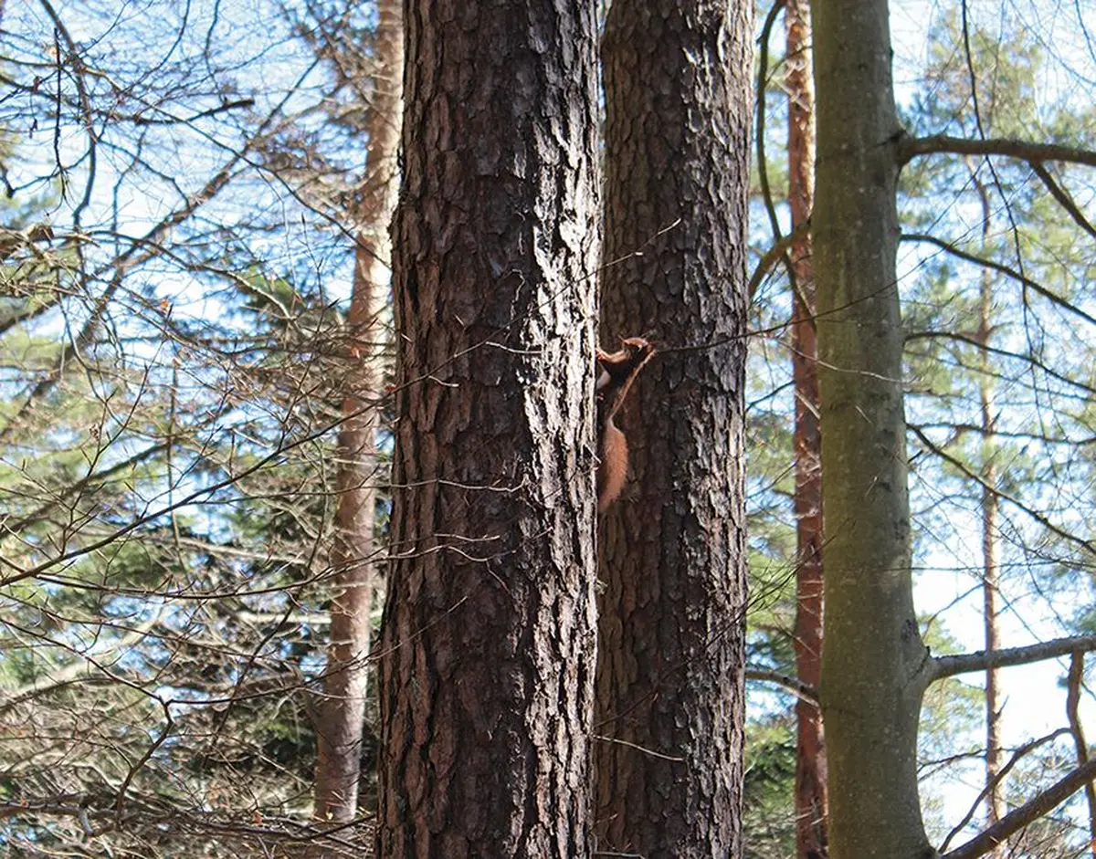 Descente vers Giragoutte