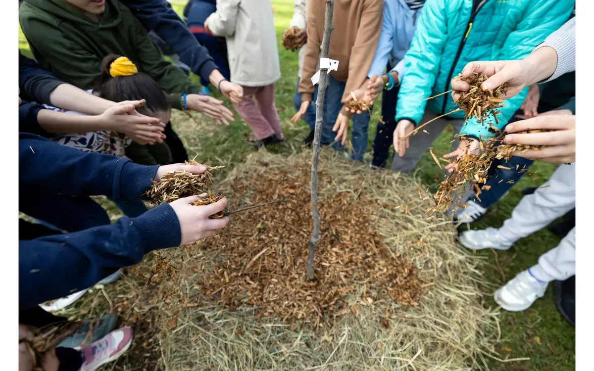 Le Plan canopée et l'arbre, un allié pour bien vivre en ville