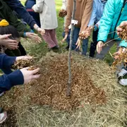 Le Plan canopée et l'arbre, un allié pour bien vivre en ville