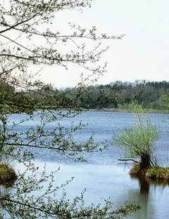 Plan d'eau de Reichshoffen