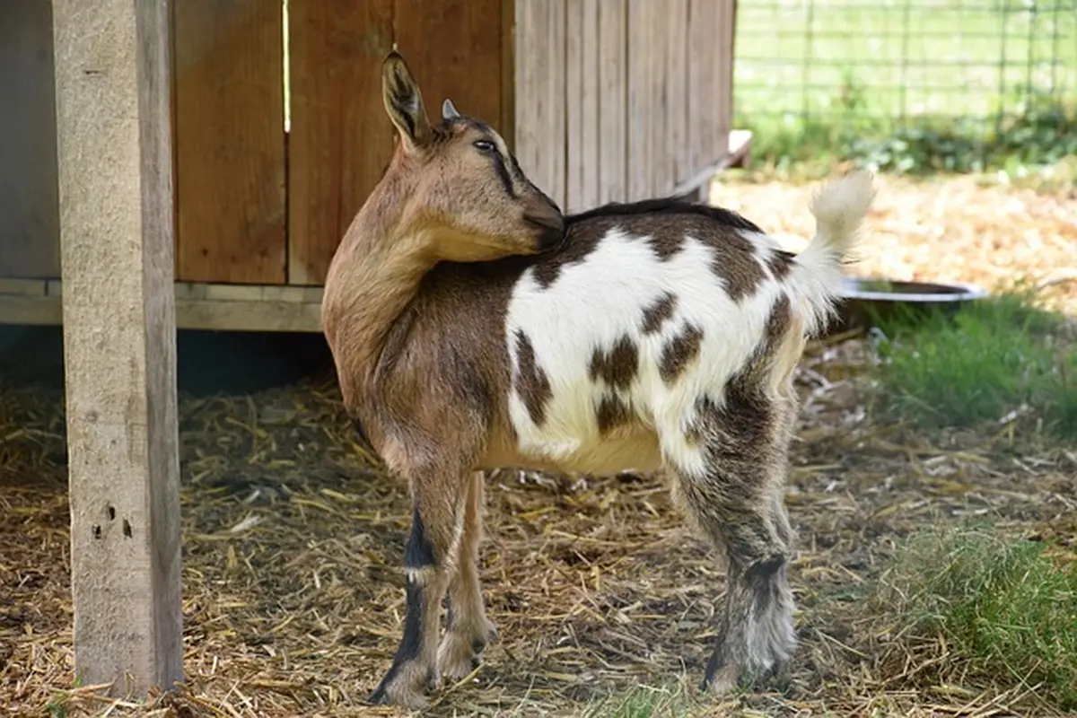 Le printemps à la ferme : La Chèvre et le Chou