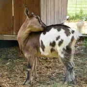 Le printemps à la ferme : La Chèvre et le Chou