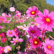 Le Printemps d'Arliquet