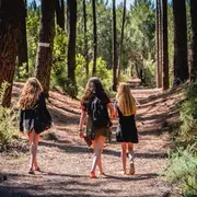 Le printemps de la forêt