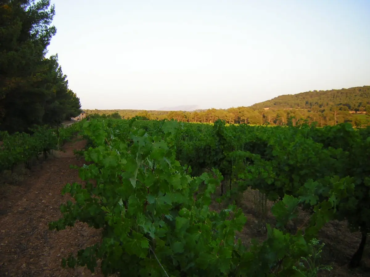 Le printemps de Minna - Tout connaitre du métier de vigneron