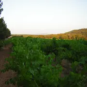 Le printemps de Minna - Tout connaitre du métier de vigneron