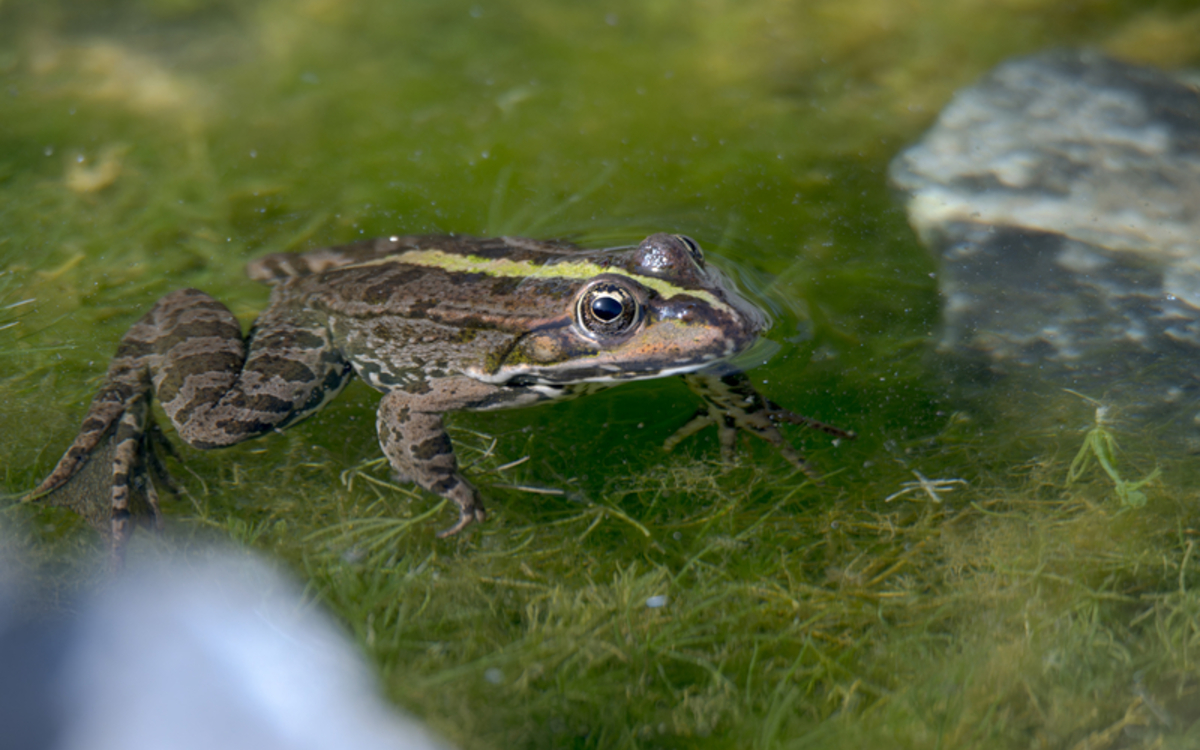Le printemps des amphibiens