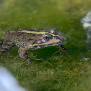 Le printemps des amphibiens