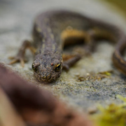 Le printemps des amphibiens