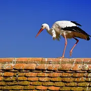 Le Printemps des Cigognes dans la Vallée de Munster : nature, artisanat et balades au cœur des Vosges