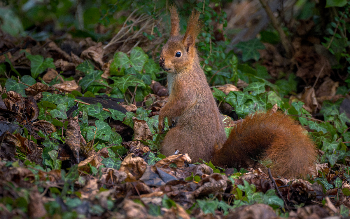 Ecureuil curieux