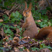 Le Printemps des cimetières au cimetière parisien de Bagneux