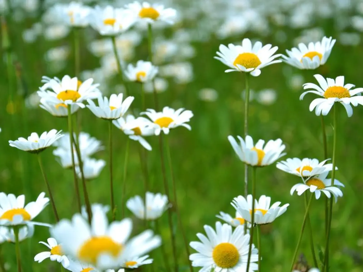 Le printemps des plantes à Saint Laurent d'Arce