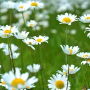 Le printemps des plantes à Saint Laurent d'Arce