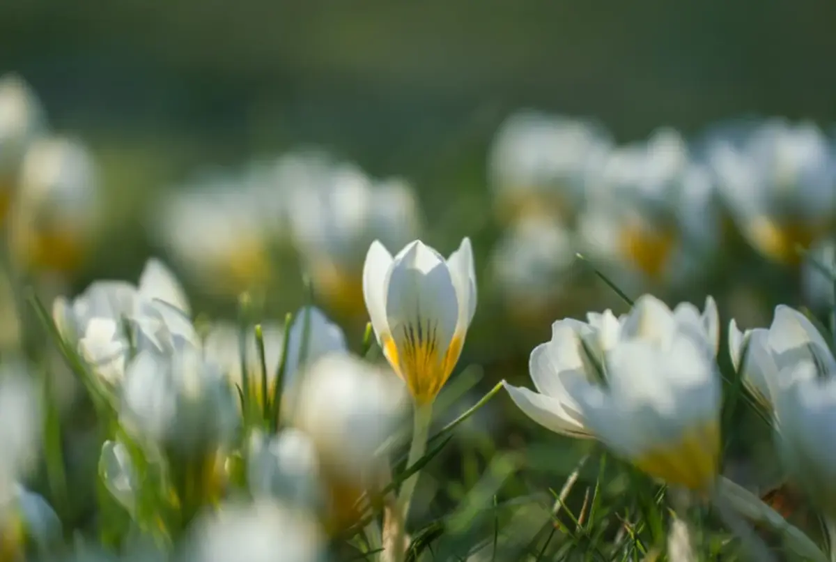 Le Printemps Des Poètes