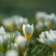 Le Printemps Des Poètes