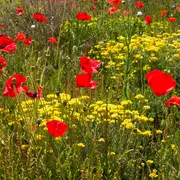 Le Printemps En Folie