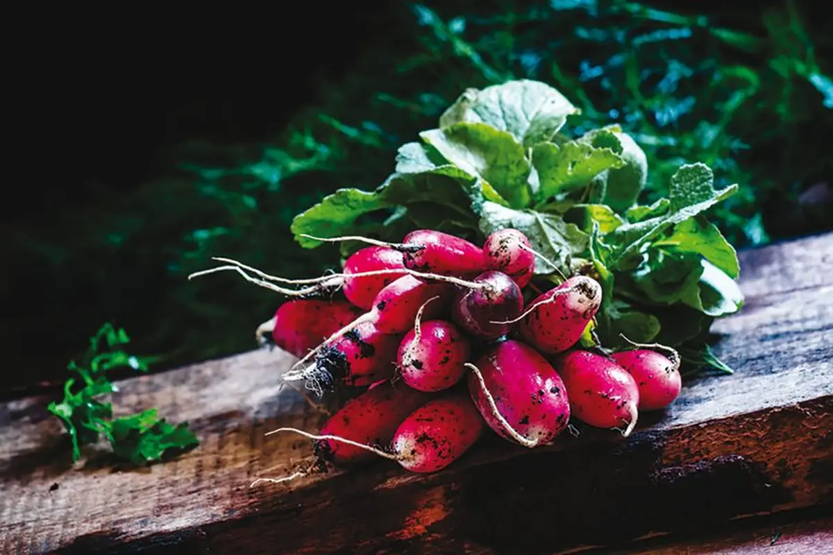 Le radis : qu’il pousse vite !