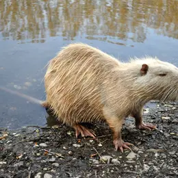 5 animaux sauvages à voir en Alsace