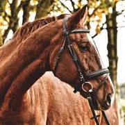 Le rallye des Cavalcades