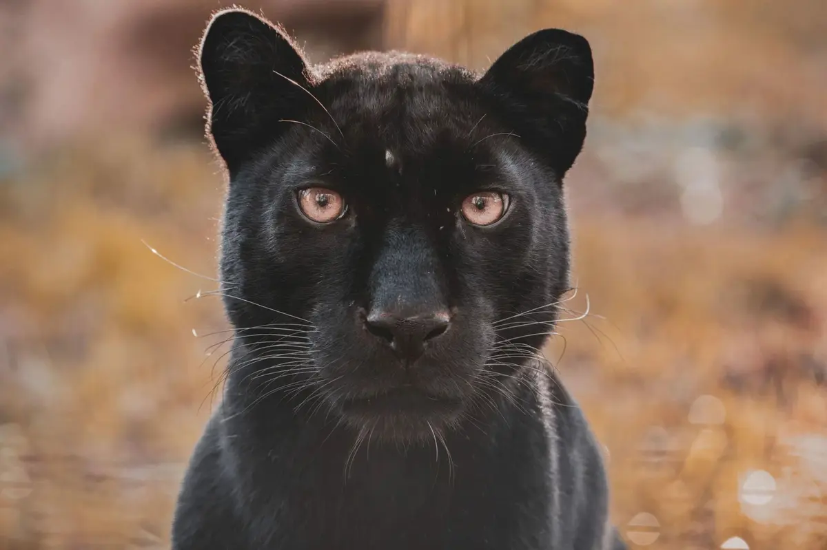 Le Refuge de l'Arche