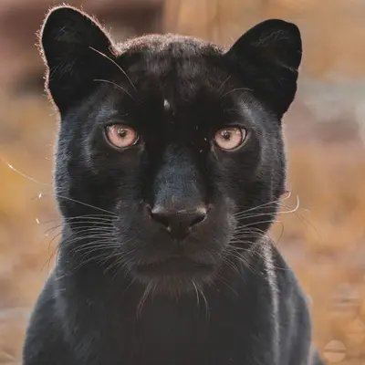 Le Refuge de l'Arche