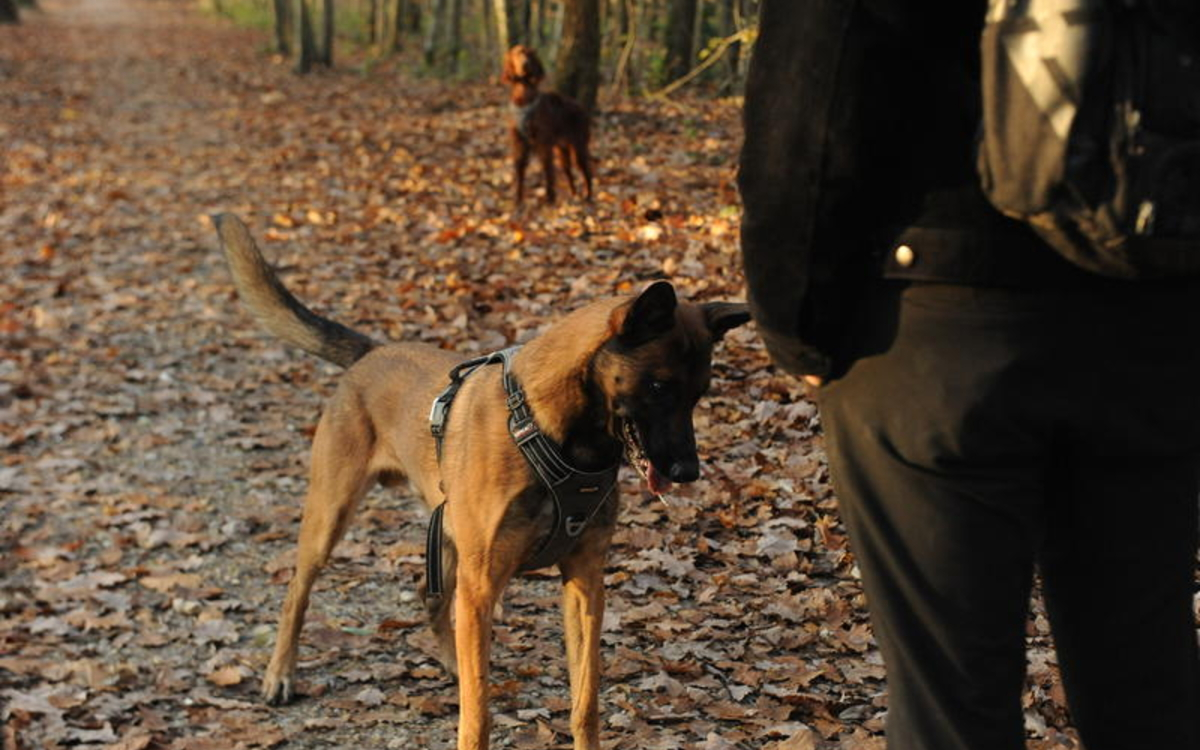 La_foret de Montmorency et ses couleurs d'automne.