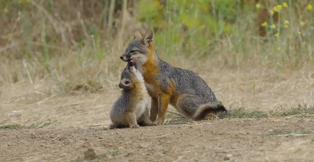 Le renard qui a sauvé son île