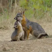 Le renard qui a sauvé son île