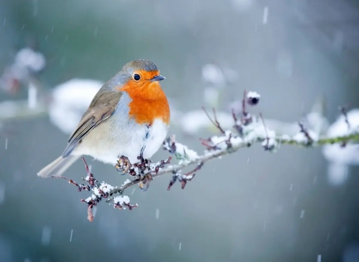Le rendez-vous des familles - Création pour les oiseaux