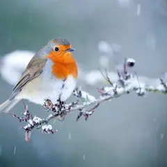 Le rendez-vous des familles - Création pour les oiseaux