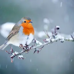 Le rendez-vous des familles - Création pour les oiseaux