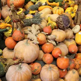 Le renouveau annoncé des vieux légumes