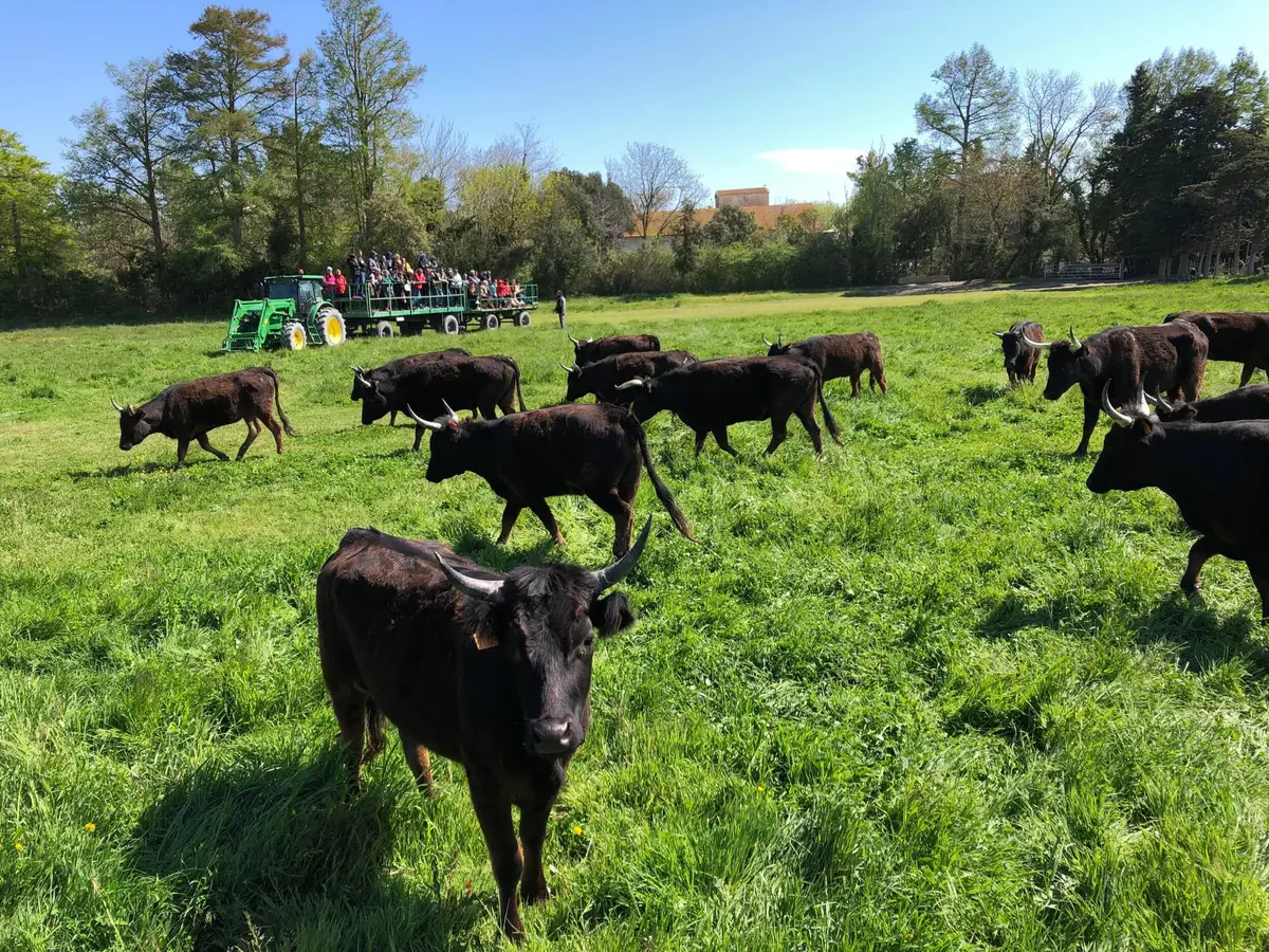 Le réveil du Gardian