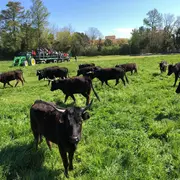 Le réveil du Gardian