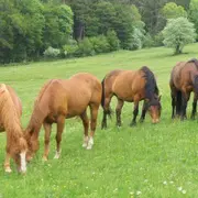 5 ranchs pour devenir un cow-boy alsacien !